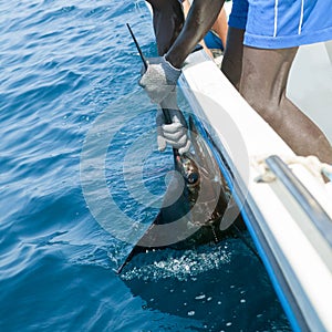 Sailfish catch billfish sportfishing holding bill