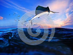 Sailfish flying over blue sea ocean use for marine life and beautiful aquatic nature