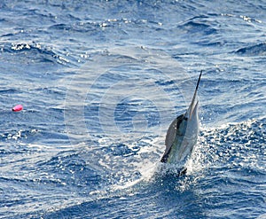 Barca a vela saltando 