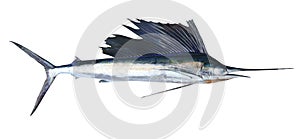 Sailfish real fish isolated on white