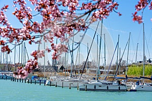 Sailing boats with beautiful blooming pink trees next to Lake Balaton in Balatonfured