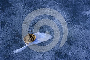 Sailing - fallen leave on frozen river bed