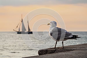 Sailing ship and seagull on the Baltic Sea in Rostock