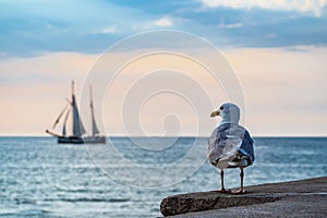 Sailing ship and seagull on the Baltic Sea in Warnemuende, Germany