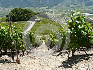 Saillon wine ranks rhone valley wallis switzerland photo