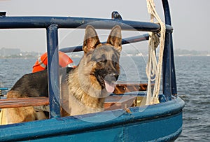 Sailor dog as ships mate