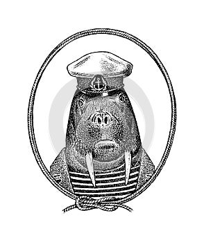 Sailor walrus character or mariner sea cow. Hand drawn Animal person portrait. Engraved monochrome sketch for card