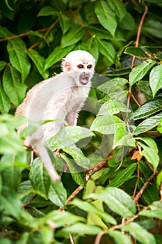 Saimiri Cub Screaming