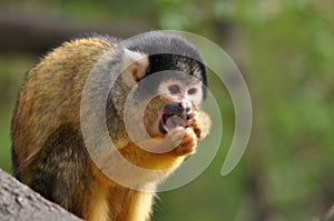 Saimiri monkey heaving lunch