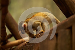 Saimiri monkey looking down