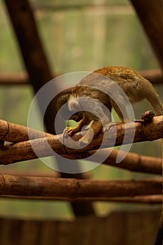 Saimiri monkey looking down