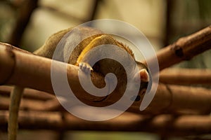 Saimiri monkey looking down