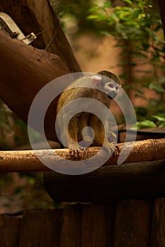 Saimiri monkey sitting on a log