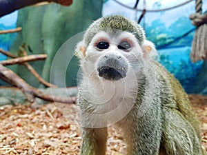 Saimiri sciureus. Close-up of a Common Squirrel Monkey