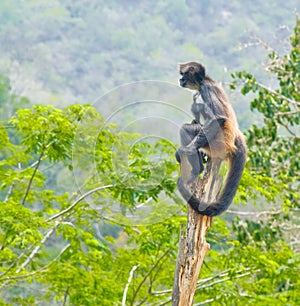 Saimiri sciureus Monkey in Jungle