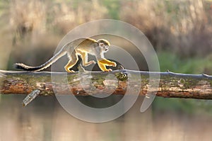 Saimiri Sciureus - Squirrel Monkey