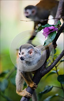 Saimiri - Squirrel monkey.