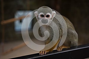 Saimiri or squirrel monkey close up at the zoo
