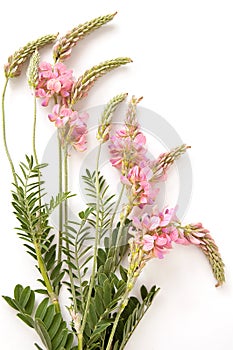 Sainfoin flowers