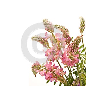 Sainfoin flowers