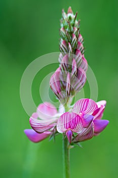 Sainfoin (Onobrychis viciifolia) raceme of flowers