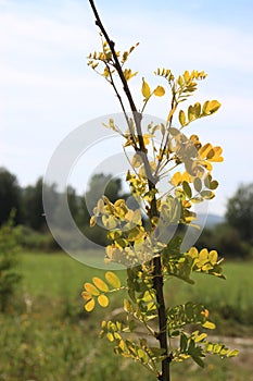 Sainfoin sandy (peas hare)