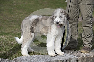 Saint Berdoodle Puppy Tri-Colour