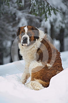 Saint Bernard