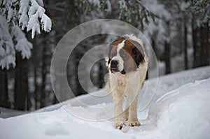 Saint Bernard