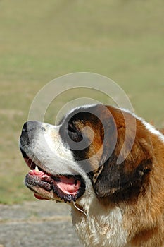 Saint Bernard