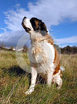 Saint bernard