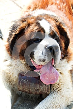 Saint Bernard