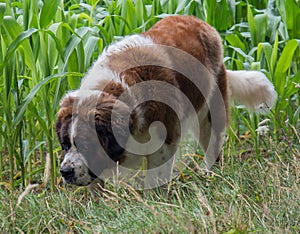 Saint Bernard