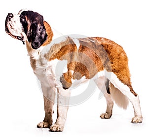 Saint Bernard