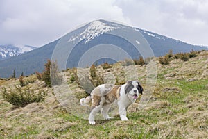 Saint Bernard Alpine Spaniel dog in mountains. The breed has become famous through tales of Alpine rescues, as well as for its