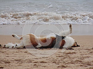 Saint Bernard on the beach