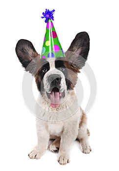 Saint Bernard With a Birthday Hat