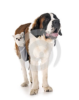 Saint bernard and chihuahua