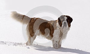 Saint Bernard dog