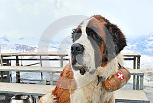 Saint bernard dog