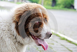 Saint bernard dog