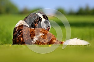 Saint Bernard dog