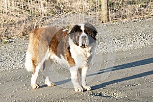 Saint Bernard Dog