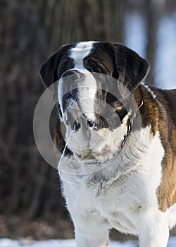 Saint Bernard Dog