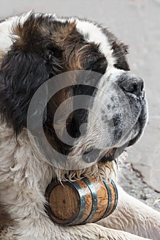 Saint bernard dog