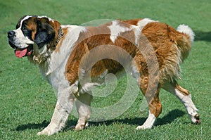 SAINT BERNARD DOG, ADULT WALKING ON GRASS