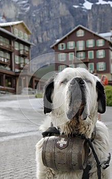 Saint Bernard dog with barrel of brandy