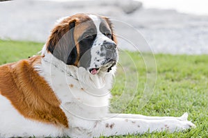 Saint Bernard dog breed