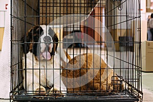 Saint Bernard dog in the cage in exhibition
