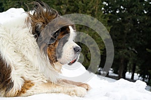 Saint bernard dog lying on the snow during deep winter